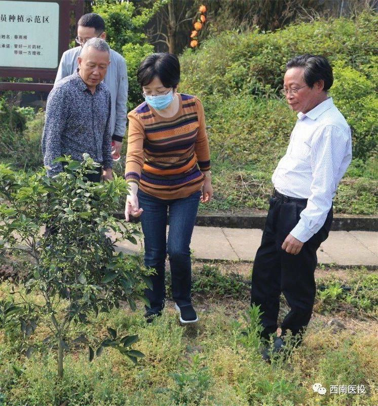 黃露董事長(zhǎng)視察天植中藥枳殼（枳實(shí)）基地